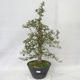 Venkovní bonsai - Hloh růžové květy - Crataegus laevigata paul´s  Scarlet - 1/7