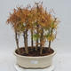 Venkovní bonsai - Pseudolarix amabilis - Pamodřín - lesík - 1/5
