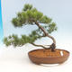 Venkovní bonsai - Pinus Mugo - Borovice kleč - 1/4