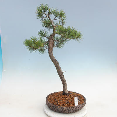Venkovní bonsai - Pinus sylvestris - Borovice lesní - 1