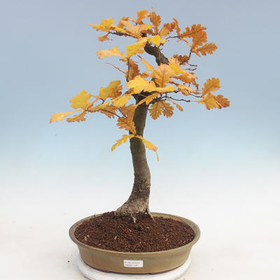 Venkovní bonsai Quercus - dub - 1