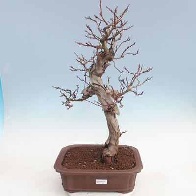 Venkovní bonsai Quercus - KIWI - actinidia - 1