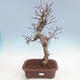 Venkovní bonsai Quercus - KIWI - actinidia - 1/5