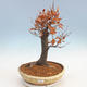 Venkovní bonsai - Fagus sylvatica - Buk lesní - 1/5