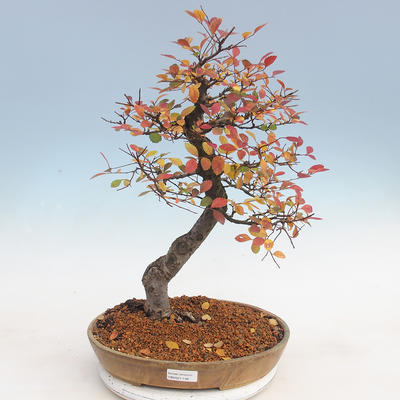 Venkovní bonsai-Ulmus parviflora-Jílm malolistý - 1