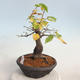 Venkovní bonsai -Carpinus  betulus - Habr obecný - 1/5