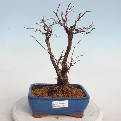 Venkovní bonsai-Mochna křovitá - potentila fruticosa žlutá - 1
