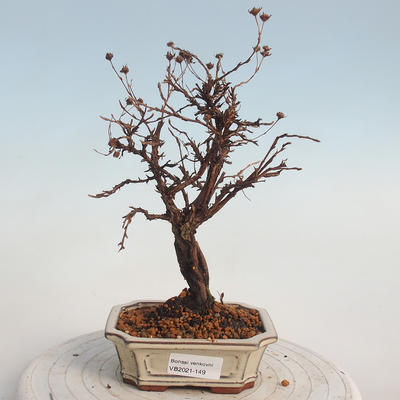 Venkovní bonsai-Mochna křovitá - potentila fruticosa žlutá - 1