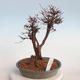 Venkovní bonsai-Mochna křovitá - potentila fruticosa žlutá - 1/6