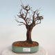 Venkovní bonsai-Mochna křovitá - potentila fruticosa žlutá - 1/5