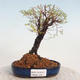Venkovní bonsai-Mochna křovitá - potentila fruticosa žlutá - 1/5