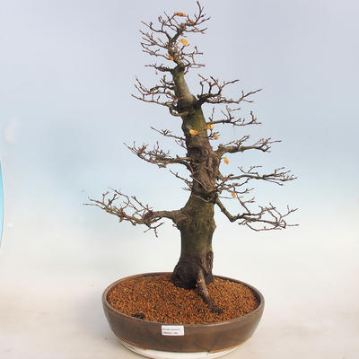 Venkovní bonsai -Carpinus  betulus - Habr obecný - 1