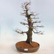 Venkovní bonsai -Carpinus  betulus - Habr obecný - 1/5
