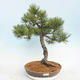 Venkovní bonsai - Pinus Mugo - Borovice kleč - 1/5