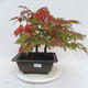 Venkovní bonsai -Javor dlanitolistý Acer palmatum Disectum - 1/6