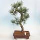 Venkovní bonsai - Pinus Nigra - Borovice černá - 1/5