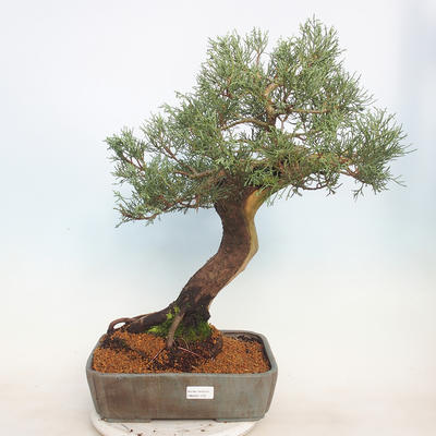 Venkovní bonsai - Juniperus chinensis -Jalovec čínský - 1