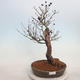 Venkovní bonsai - ptačí zob Ligustrum - 1/4