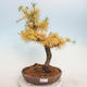 Venkovní bonsai -Larix decidua - Modřín opadavý - 1/5