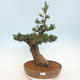 Venkovní bonsai - Taxus bacata  - Tis červený - 1/5
