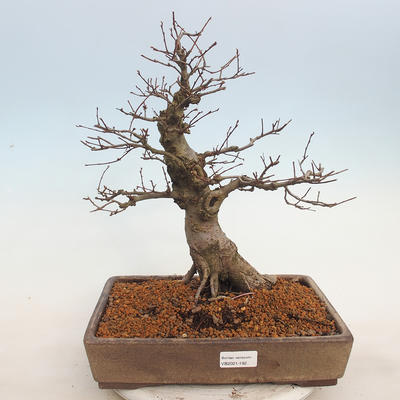 Venkovní bonsai - Ulmus - Jílm malolistý - 1