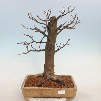 Venkovní bonsai - Lípa malolistá - Tilia cordata - 1