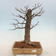 Venkovní bonsai - Lípa malolistá - Tilia cordata - 1/5