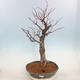 Venkovní bonsai - Lípa malolistá - Tilia cordata - 1/4