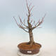 Venkovní bonsai - Lípa malolistá - Tilia cordata - 1/5