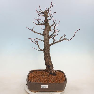 Venkovní bonsai - Lípa malolistá - Tilia cordata - 1