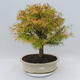 Venkovní bonsai - Pseudolarix amabilis - Pamodřín - 1/5