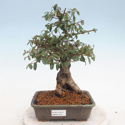 Venkovní bonsai-Cotoneaster  - Skalník - 1