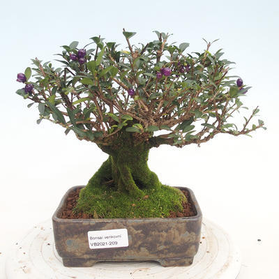 Venkovní bonsai-Lonicera nitida -Zimolez - 1