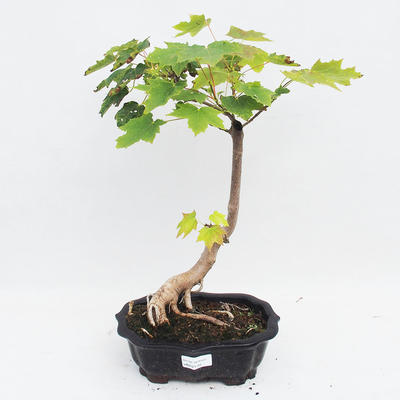 Venkovní bonsai -Javor mleč - Acer platanoides - 1