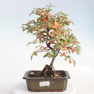Venkovní bonsai - Cotoneaster  - Skalník - 1