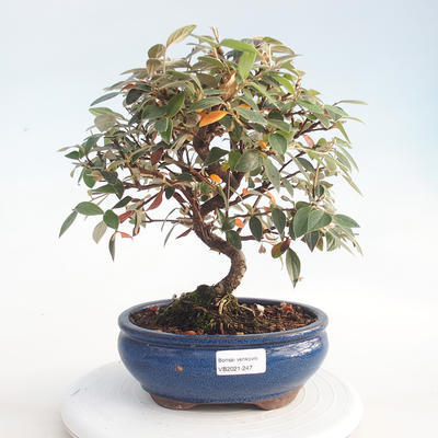 Venkovní bonsai - Cotoneaster  - Skalník - 1