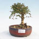 Venkovní bonsai-Lonicera nitida -Zimolez - 1/5