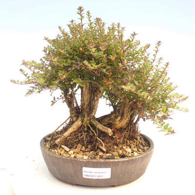 Venkovní bonsai-Lonicera nitida -Zimolez - 1