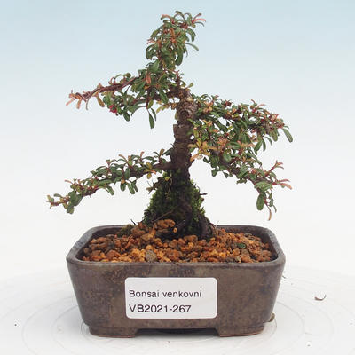 Venkovní bonsai-Cotoneaster  - Skalník - 1