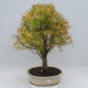 Venkovní bonsai - Pseudolarix amabilis - Pamodřín - 1/6