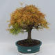 Venkovní bonsai - Pseudolarix amabilis - Pamodřín - 1/6