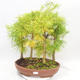 Venkovní bonsai - Pseudolarix amabilis - Pamodřín - lesík 5 stromů - 1/5