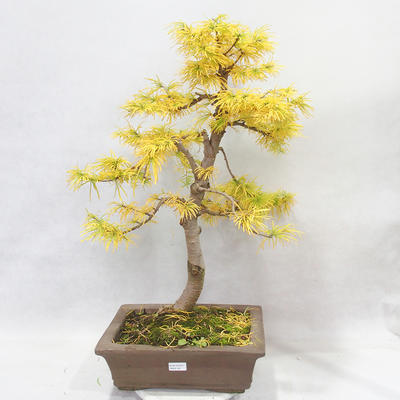 Venkovní bonsai - Pseudolarix amabilis - Pamodřín - 1