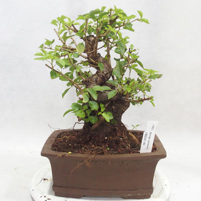 Venkovní bonsai -Mahalebka - Prunus mahaleb - 1