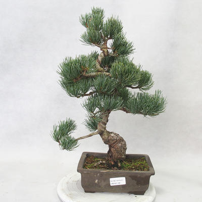 Venkovní bonsai - Pinus parviflora - Borovice drobnokvětá - 1