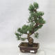 Venkovní bonsai - Pinus parviflora - Borovice drobnokvětá - 1/5