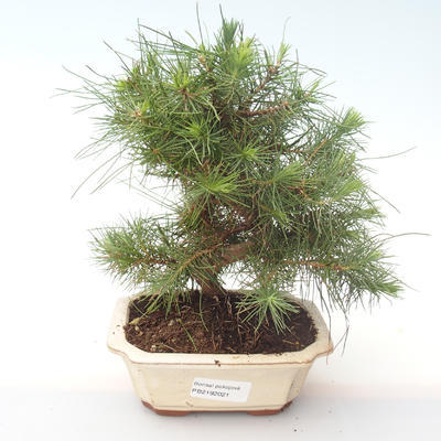 Pokojová bonsai-Pinus halepensis-Borovice alepská PB2192021