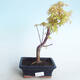 Venkovní bonsai - Acer pal. Sango Kaku - Javor dlanitolistý - 1/3