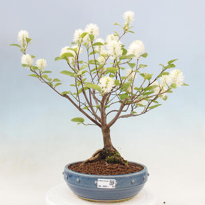Venkovní bonsai - fotergila - Fothergilla major - 1