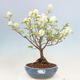Venkovní bonsai - fotergila - Fothergilla major - 1/5
